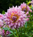 The dahlia name, KiddÃ¢â¬Ës Climax in the dahlia garden Baden Baden near the lichtentaler alley. Baden Baden, Baden WÃÂ¼rttemberg,